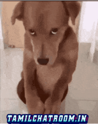 Dog Silent Dog Memes