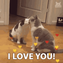 Cats Kissing: I Love You!