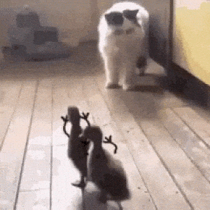 Funny Cat Scared by Ducklings with Antlers