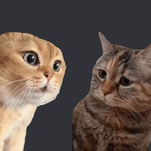 Funny Talking Cats Meme
