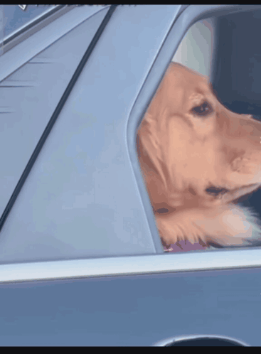 Kibr Dogs Car In Dogs Funny Dog Car In Dogs
