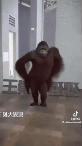 Funny Orangutan Dance Moves