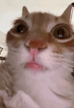 Stewly Blume's Funny Face