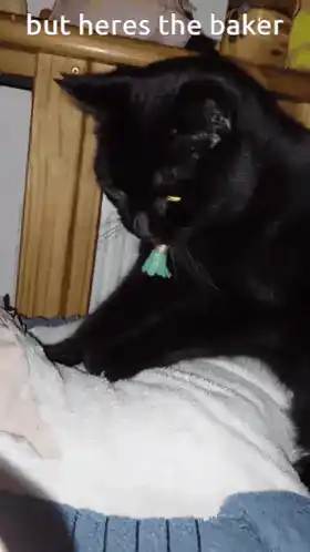 Koda Blahaj: The Biscuit Baker