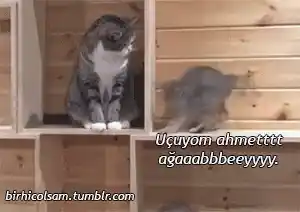 Komik Kediler: Ahmettt Uçuyor!