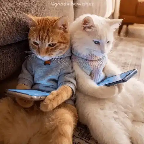 Laughing Cats