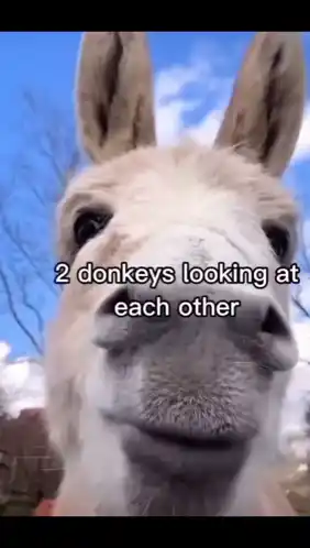 Funny Donkey Looking at You