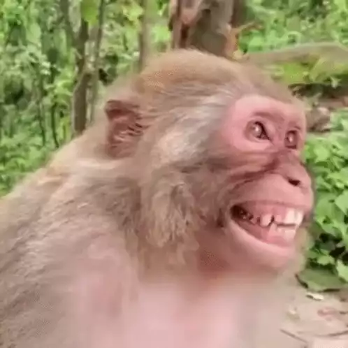 Funny Monkey Laughing in the Jungle