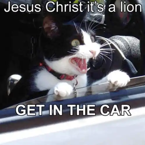 Funny Lolcat Memes Compilation: Iconic Cat Macros
