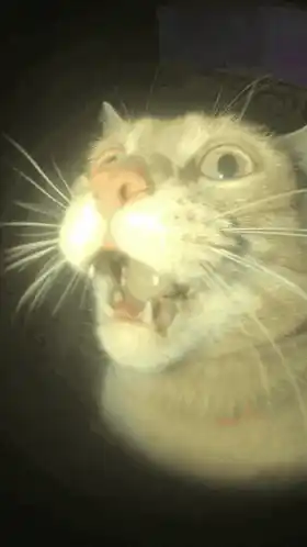 May The 4th: Screaming Cat Close-Up