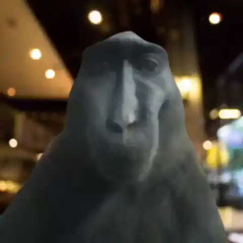 Funny Monkey Rizz Meme