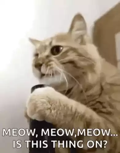 Cat's Mic Test: Is This Thing On?
