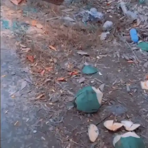 Mi Bombo Funny Coconut Cutting