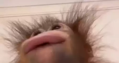 Funny Monkey Close-Up
