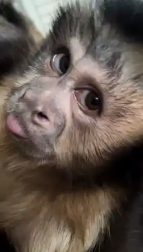 Funny Monkey Sticking Tongue Out