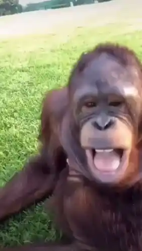 Funny Monkey Making Faces