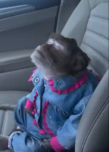 Monkey Funny Monkey