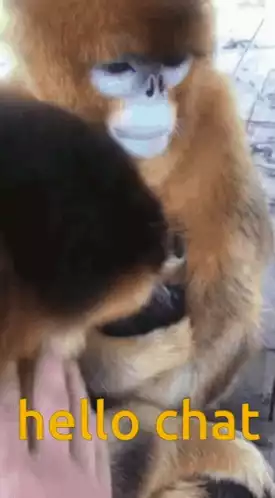 Monkey with 'Hello Chat' Text