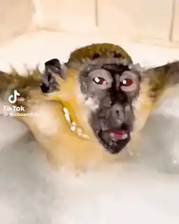 Monkey Monkey Bath