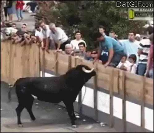 Bull Charges Wooden Fence at Festival