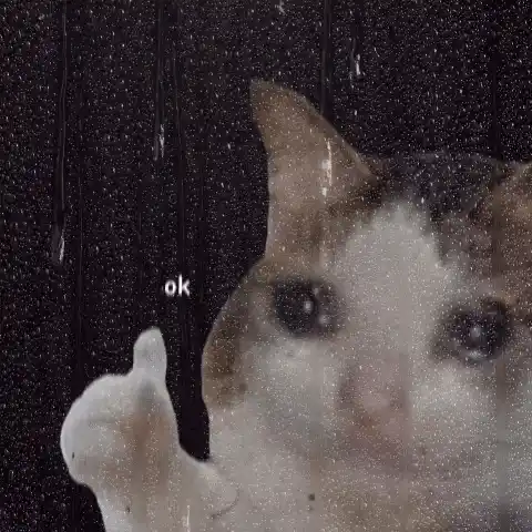 Ok Cat Okay Cat