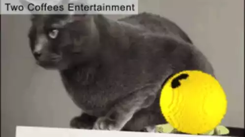 Funny Cat Plays Pacman Gaming