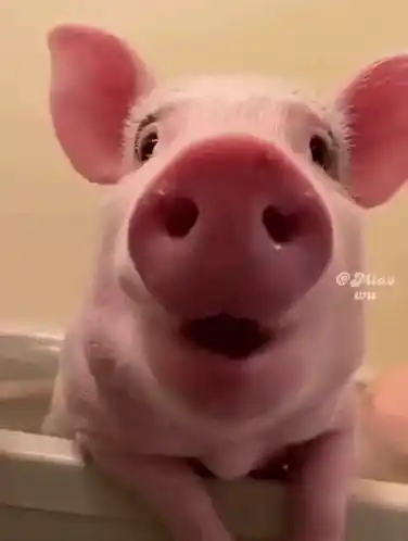 Funny Pig Chewing Close-up