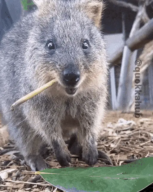 Happy Quokka Chewing on a Stick