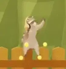 raccoon dance