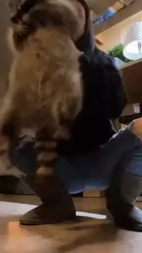 Raccoon Dance