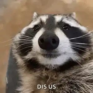 Raccoon Drinking Beer Raccoon Meme