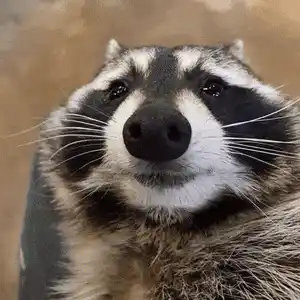 Raccoon Drinking Beer Meme