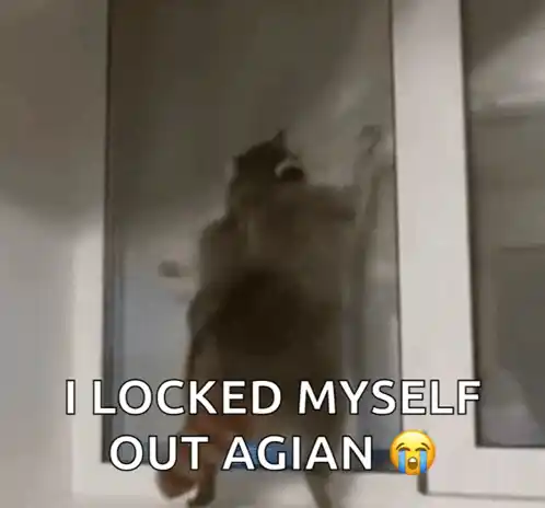 Raccoon Locked Out Again