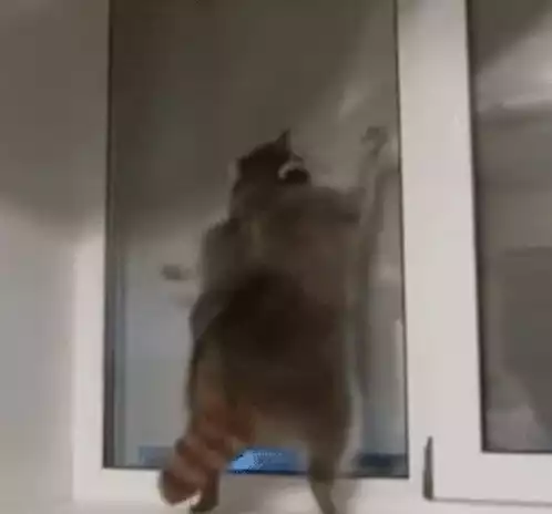 Raccoon's Playful Window Dance