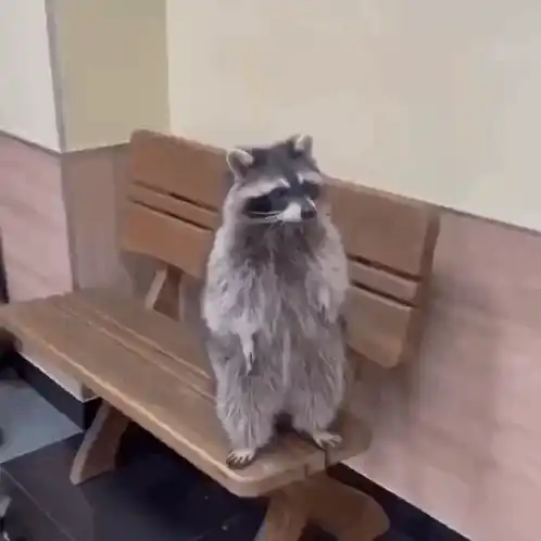 Raccoon Standing on a Bench