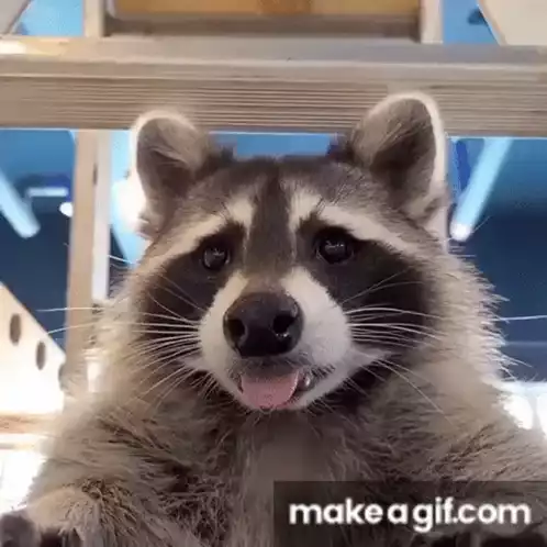 Cute Raccoon Sticking Tongue Out