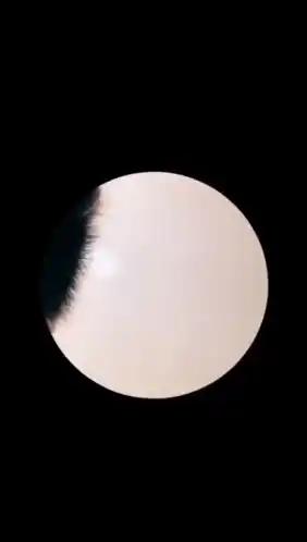 Cute Raccoon Fisheye View