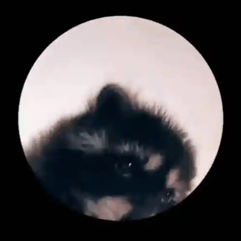 Cute Raccoon Waving and Playing
