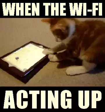 Relatable Cat When Wi-Fi Acts Up