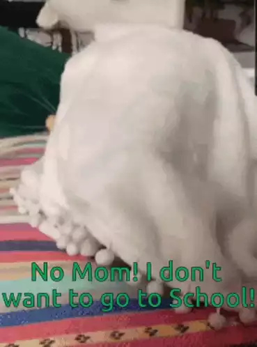Funny Pig Refuses School