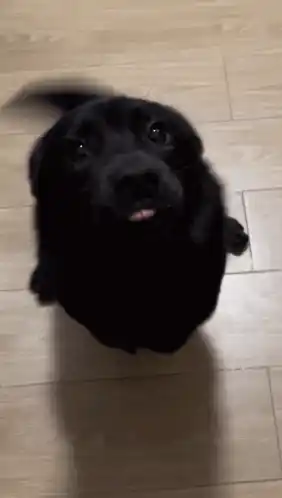 Sealdog Black Dog Wagging Tail