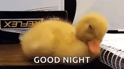 Sleepy Baby Duck Wakes Up