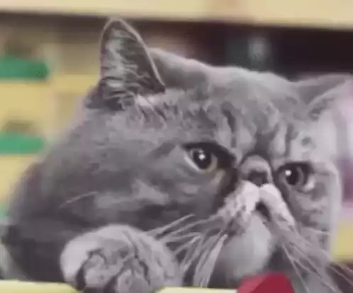 Funny Smile Cat