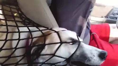 Funny Dog Stuck in Car Net