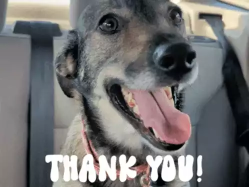 Thank You from Stormy Zelda Luci the Dog