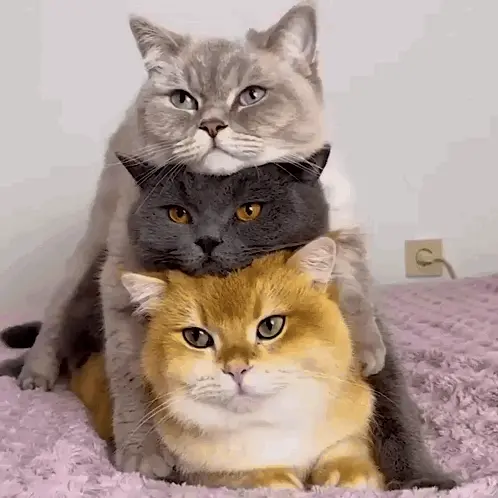 Three Funny Cats Stacked Together