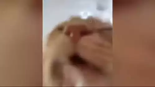Funny Cat Too Close To Camera