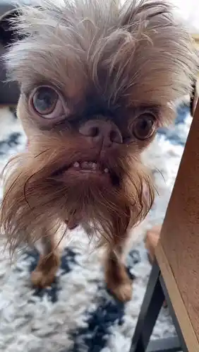 Weird Ah Dog