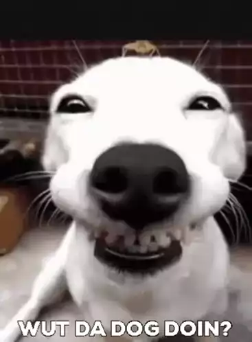 Wut Da Dog Doin? Funny Dog Meme