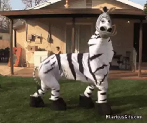 Funny Zebra Costume in Yard